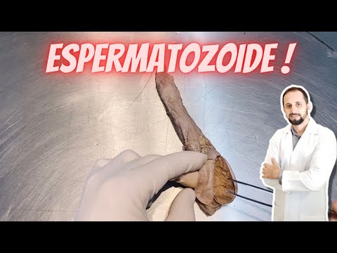 Como os espermatozoides são criados