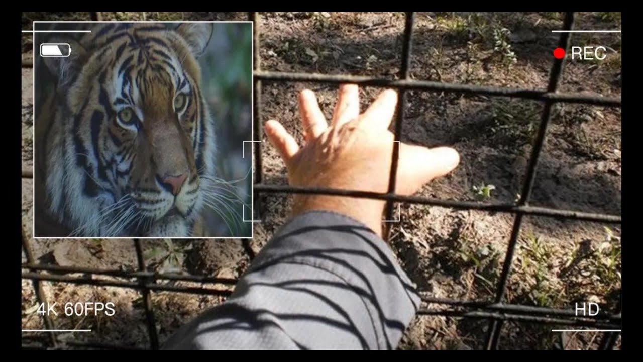 Tiger attack at the Zoo