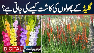 How Are Gladiolus Flowers Cultivated? | Gladiolus Flowers Farming In Pakistan