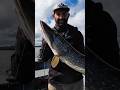 Luccio da 110 cm sul lago Sibbo in Svezia