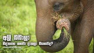 Baby Elephant Video | Udawalawa National Park 2024 #elephants #elephantattack