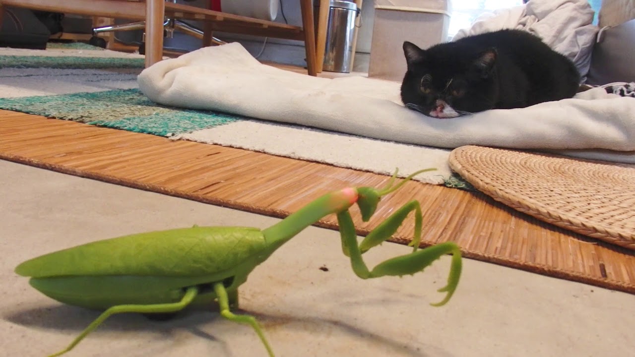 巨大カマキリラジコンを見たもんたの反応 - YouTube