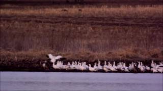 Snow and Ross&#39;s Geese, Goose Pond, Columbia Co, WI 31March2017 1