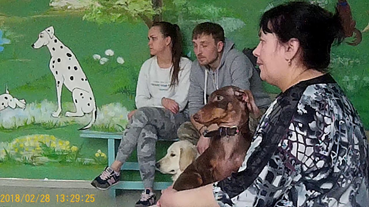 Полина владимировна канис картины