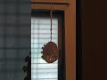 DIY Bird Nest 🐦 | Handmade Jute Nest from Sutali | Easy Home Decor & Garden Idea 🌿 | #birdhouse