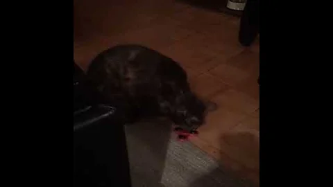 Cat Spinner: Nada Djordjevich silly cat video