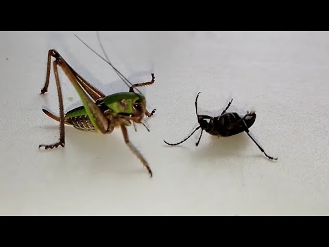 Серый кузнечик ест Жука усача (Katydid eats a longhorn Beetle ).