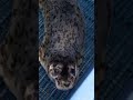 Seal pup shot in Washington