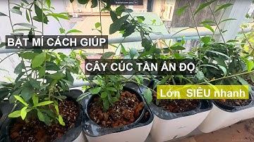 BẬT MÍ - Cách chăm sóc cây Cúc Tần Ấn Độ phát triển nhanh !