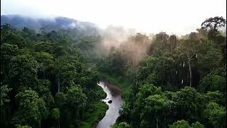 The Sound Of Rain In A Lush, Green And Quiet Forest