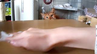 【猫 cat cute】机を拭く手を狙う可愛いハンター♪アビシニアンあびちゃん♪181211 abyssinian red