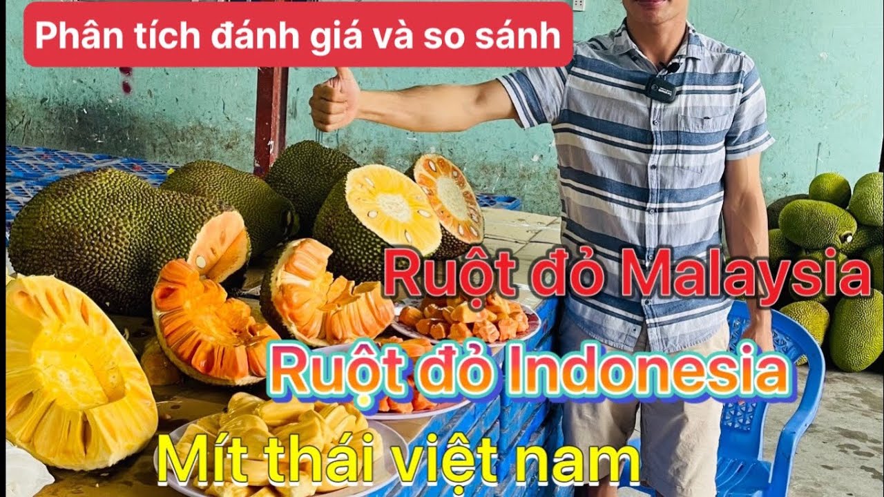 So sánh mít đỏ Indonesia và mít đỏ Malaysia với mít thái Việt Nam .!!! Mít nào ngon hơn