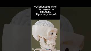 İkinci Beyninizi Biliyor musunuz? #ilginçbilgiler #sağlık #tıp #biyoloji #beyin #bağırsak #bilim