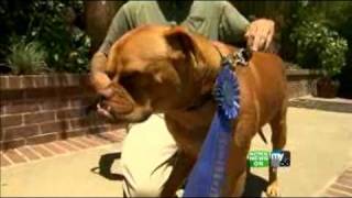 Underbite Helps Pooch Win Ugly Contest