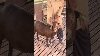 Appropriate age for Mating Does by Dr John Abraham Godson #Goats #Goat #goatfarming #goatbreeding