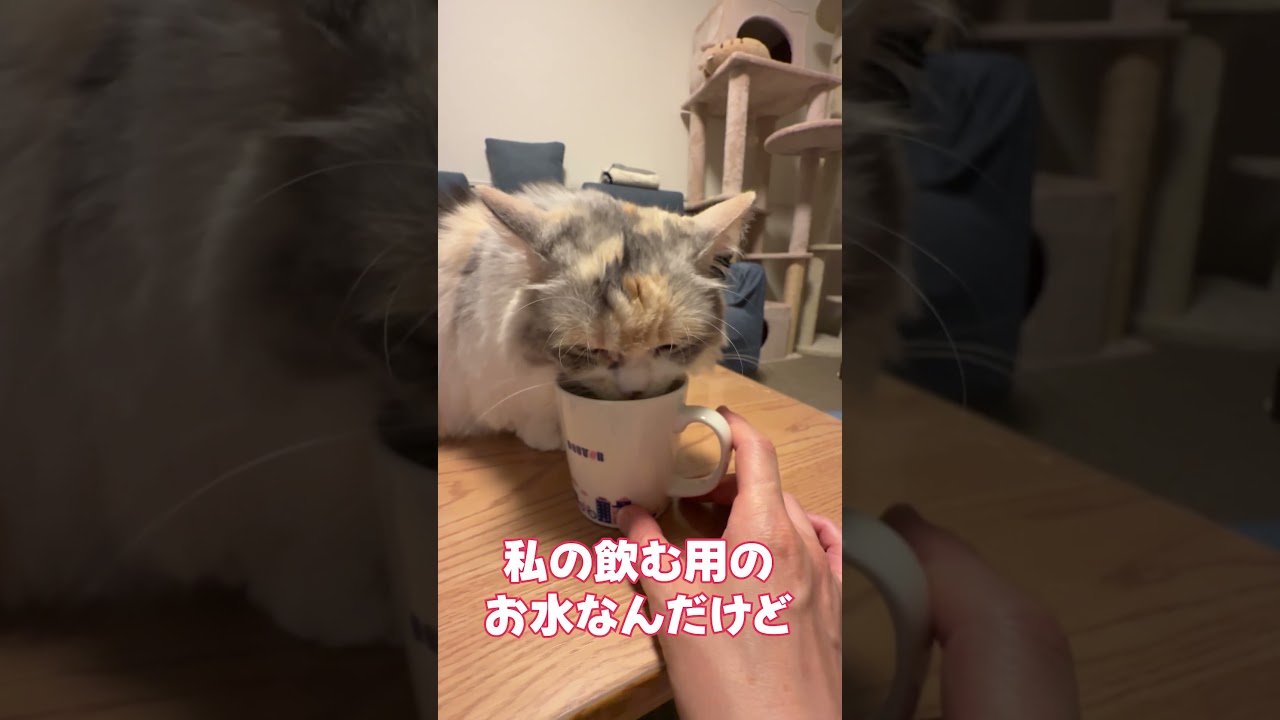 もしかして…水飲んでる？#shorts #猫