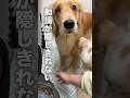 動揺が隠しきれず人間みたいな反応をする犬...【ゴールデンレトリバー・ボーダーコリー】#shorts