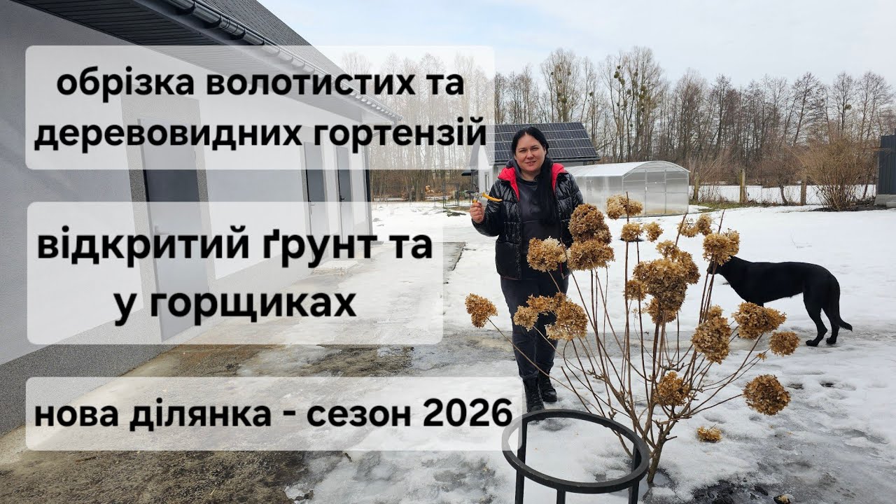 Обрізка волотистих та деревовидних гортензій. Березень 2026.