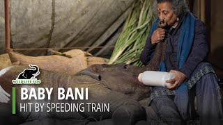 Baby Elephant Bani Hit By Speeding Train