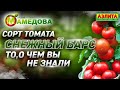 🍅 Сорт Томата Снежный барс - ТО, О ЧЕМ ВЫ НЕ ЗНАЛИ