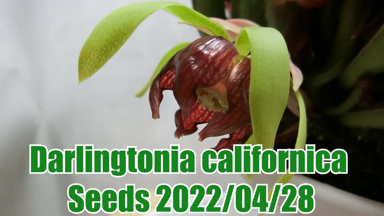 Darlingtonia / ダーリングトニア 食虫植物