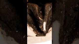 Extreme Horse Hoof Cutting | So Satisfying ASMR Cleaning