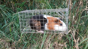 Bẩy chuột cống nhum thầy Toàn hốt hàng Vip