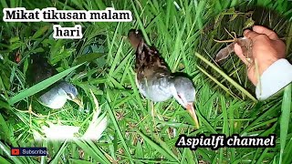 Menangkap mikat tikusan di malam hari