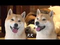 オシリペンペンズ - &quot;犬犬&quot; Official Video