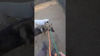 Licorice A733729 Blind 9 Month Old Female Pit Bull Needs Rescue By 121124 Dog Intro