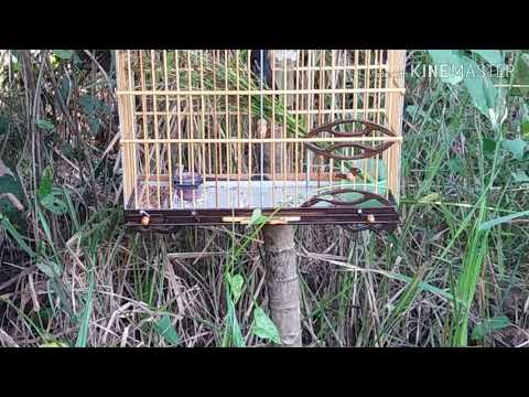 PEGADA DO CURIÓ JÚTÁÍ PRETO DE PONTO, FAZENDA DO BRAGA BUJARU