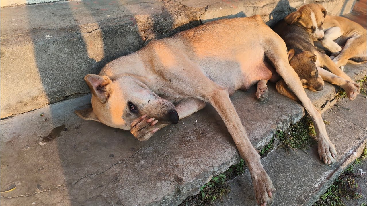 Mummy Dog 🐕 Ko Khilaye Biscuit 🍪 | Deepak Sharma Vlogs