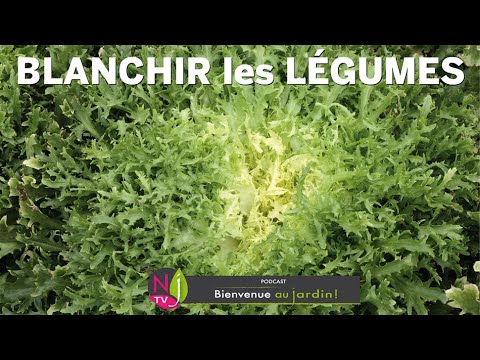 Vidéo: Informations sur la façon de blanchir le céleri