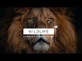 Wildlife  cinematics 4k  free wildlife footage stock