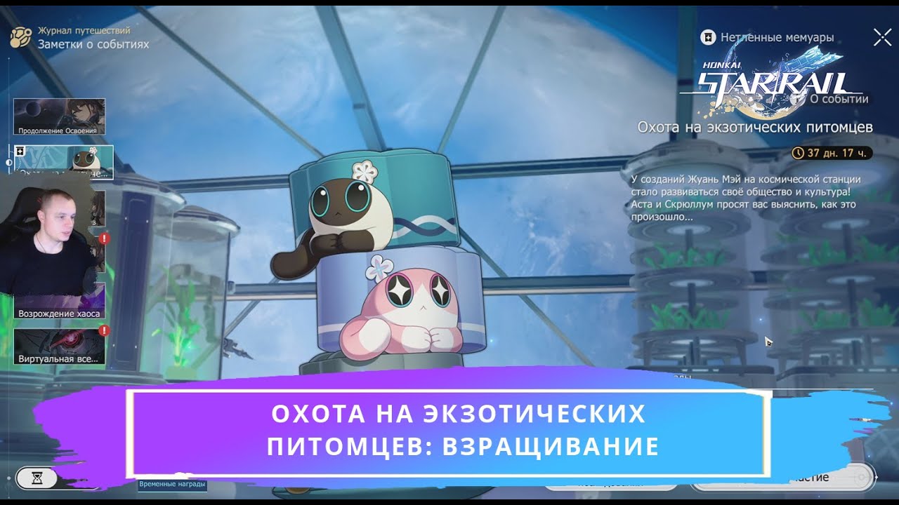 экзотические питомцы хонкай стар рейл. гепард хонкай стар рейл. ханкай 3рд. пом пом стар рейл. гепард гайд хонкай стар рейл.