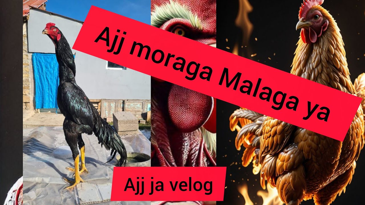 I Promised to Bring Chicken… This Is What Happened 😅 | Long Vlog