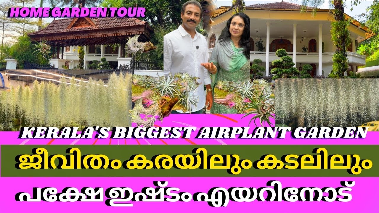 ഗ്രീൻ ഹെവൻ കണ്ടതിൽ വെച്ച് ഏറ്റവും വലിയ എയർ പ്ലാന്റ് കളക്ഷൻ Spanishmoss.Kerala no1 Airplantcollection