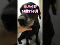 【黒ラブ】祝️ハイジ 14歳11ヶ月に【20250930】