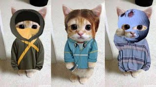 TAHAN TAWA  Lucu dan imut nya kucing #cute #cats #catlover #kucing #funny