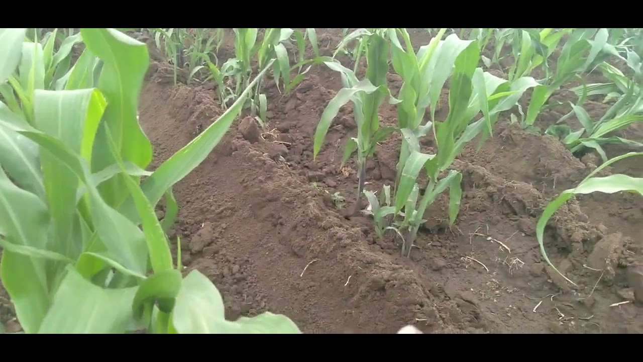 Cultivando maíz 🌽 . con surcadora de 3 puntas