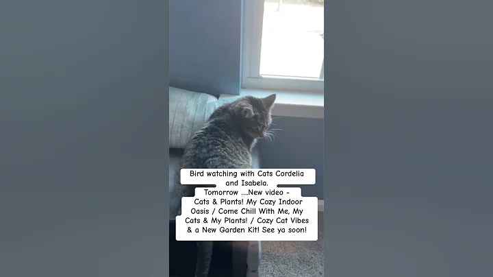 Bird Watching with Cats Cordelia & Isabela