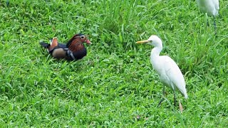 1111104 The mandarin duck tried to make friends with Cattle Egret.