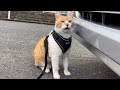 家猫になったチャチャの穏やかな日常【2022年3月】@chacha-rme