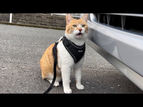 家猫になったチャチャの穏やかな日常【2022年3月】‪@chacha-rme‬ - YouTube