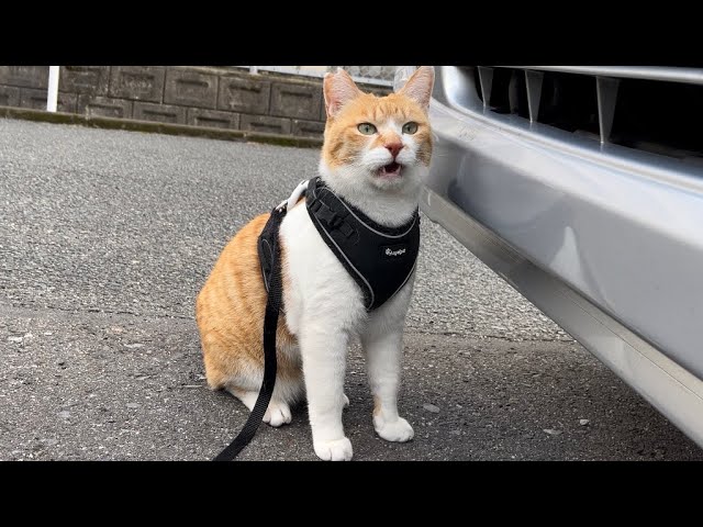 家猫になったチャチャの穏やかな日常【2022年3月】‪@chacha-rme‬ - YouTube