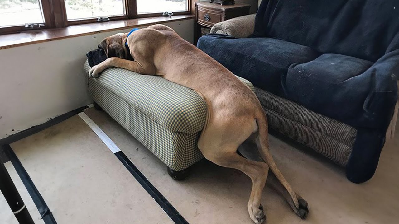 When Life Gives You the Most Amusing Dog - YouTube