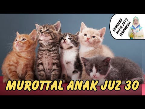 Murottal Anak Kucing  Humaira Hafiz Indonesia