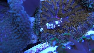 Periclimenes shrimp with  mini maxi carpet anemones