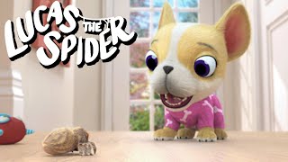 Watch Out for Avocado on Lucas the Spider