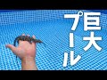 巨大プールでオオトカゲを泳がすと・・・